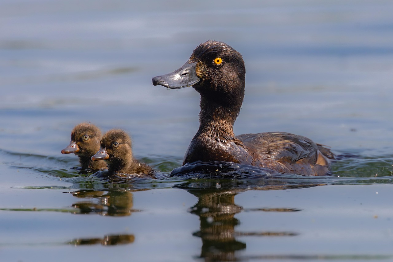 Duck, tufted duck, ducklings, young, cute, nature, wildlife, wildbirds, fauna, water, swimming, duck, duck, duck, duck, duck