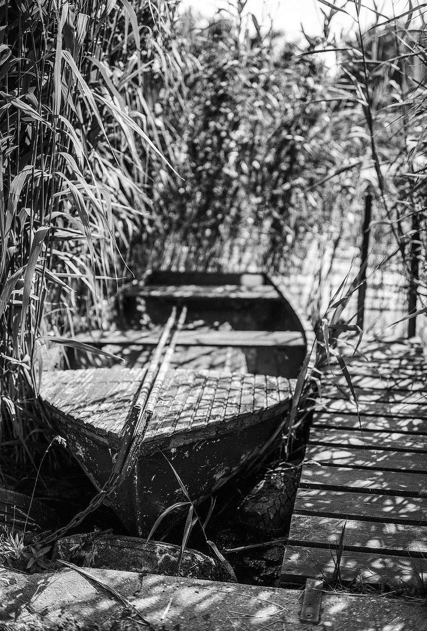 Rowboat, reed, lake, boat, water, nature, fishing, river, landscape, outdoor, wooden, old, small, peaceful, empty, rural, pond, shore, calm, countryside, floating, gray fish, gray calm, gray peace, gr