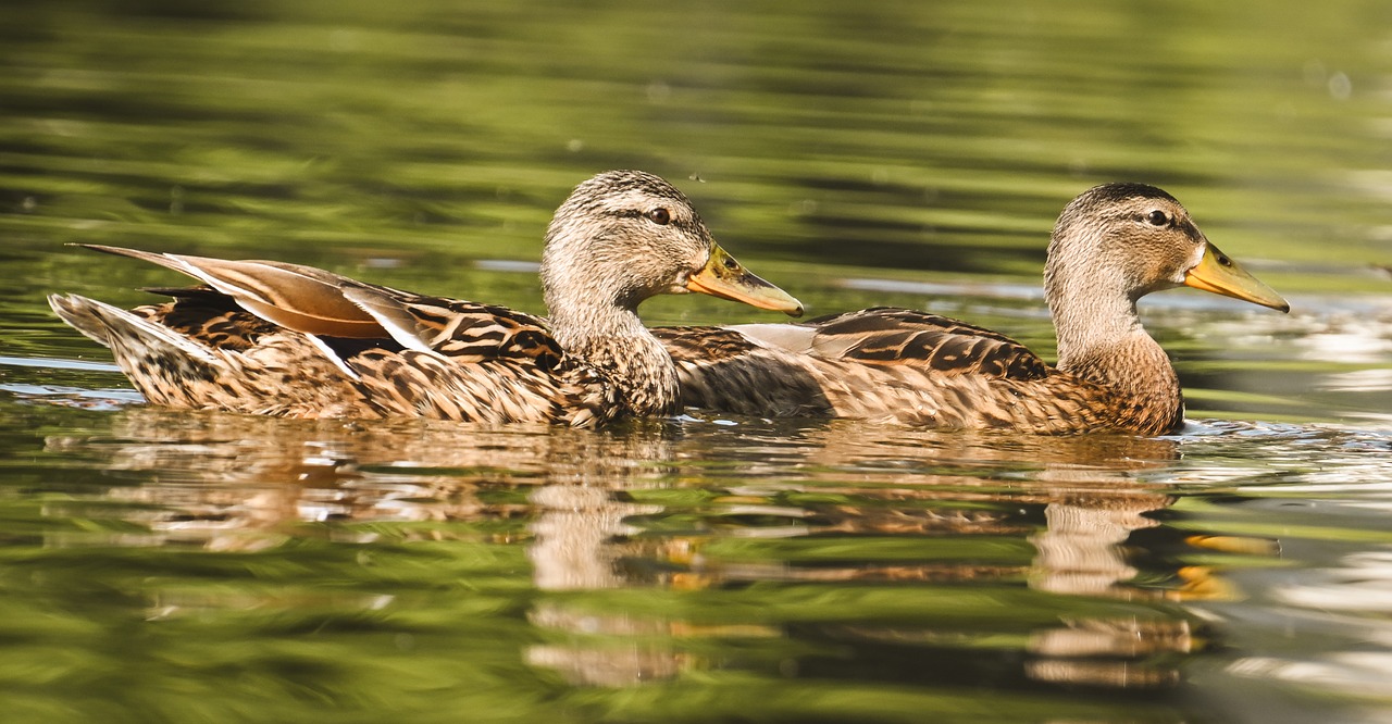 Ducks, two ducks, lake, water, swimming, nature, wildlife, reflection, summer day, green background, tranquility, serenity, duck feathers, birdlife, nature walk, sun, animal beauty, breeze, natural li