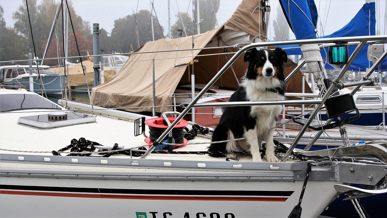 Dog, thoroughbred, sailboat, yacht, łódź, sail, lake, travel, monolithic part of the waters, outside, the ship, the dawn family, cloudy, the coast, autumn, nature, water, port, mast, rope, cruises, sa