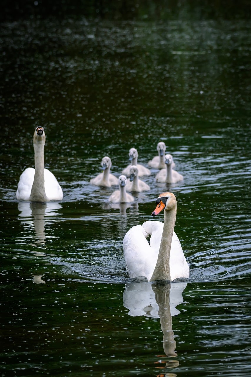Swans, lake, chicks, nature, feather, family, juvenile, beautiful, calm, beak, waterfowl, swimming, peace, reflection, water surface, pond, parental care, feeding, wildlife, beauty, summer