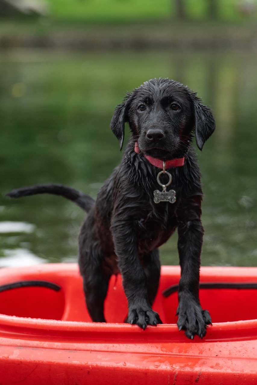 Labrador, kayak, black labrador, border collie, dog, puppy, pet, swimming, cute, nature, animal
