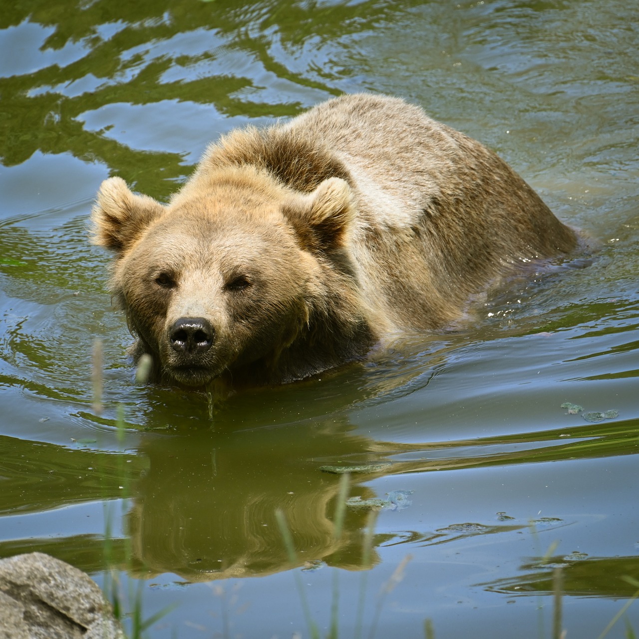 Bear, swimming, water, wild, park, nature, animal, brown, summer, natural habitat, zoo, green, calm, respect, conservation, large, relaxation, preservation, sanctuary, wildlife, furry