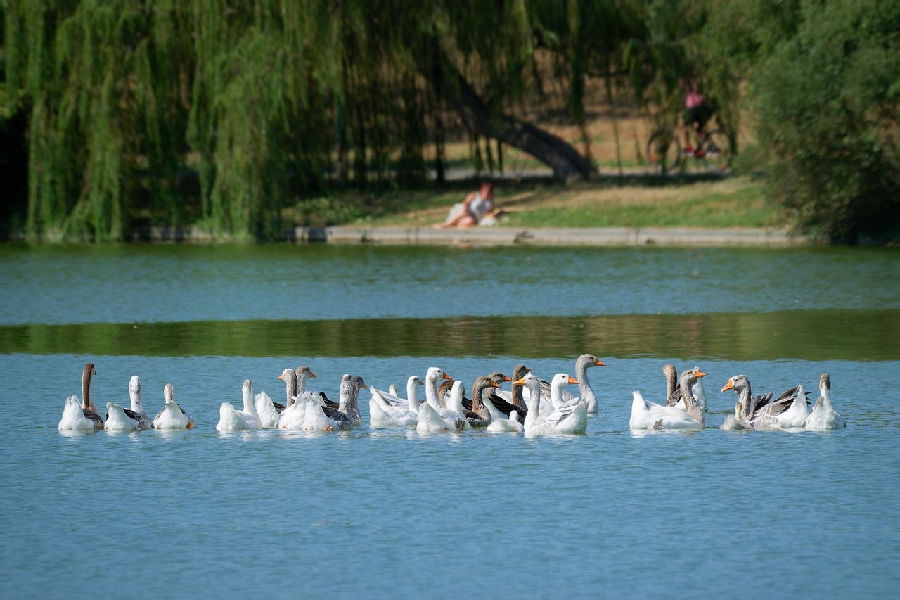 Birds, geese, animal, feathers, plumage, wildlife, nature, swimming, lake, naturally, summer, fauna