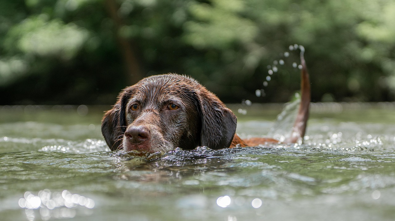 Chocolate labrador, swimming, dog, puppy, swim, nature, water, pet, animal, labrador, cute, fun, lake, wet, friendly